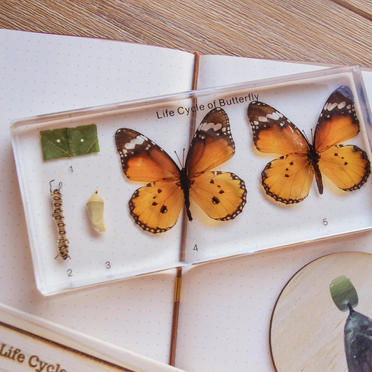 Butterfly Life Cycle Specimen