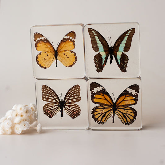 Butterfly Specimen set